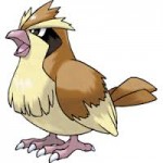 pidgey