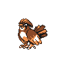 pidgeotto