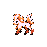 ponyta