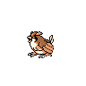 pidgey