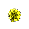 sunflora