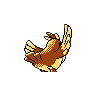 pidgey