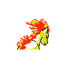 ponyta