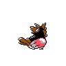 spearow