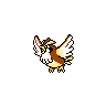 pidgey