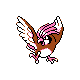 pidgeotto