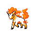 ponyta