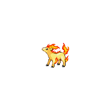 ponyta