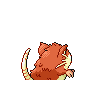 raticate