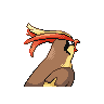 pidgeot