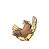 pidgey
