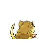 raticate
