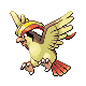 pidgeot