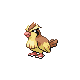 pidgey