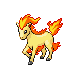 ponyta