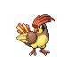 pidgeotto