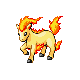 ponyta