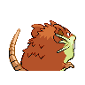 raticate