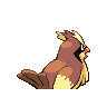 pidgey