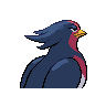swellow