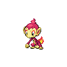 chimchar