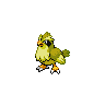 pidgey