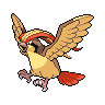 pidgeot
