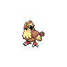 pidgey