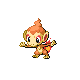 chimchar