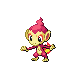 chimchar