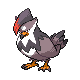 staraptor f