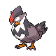 staraptor